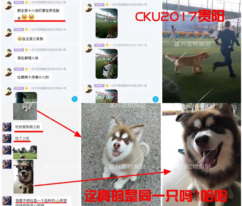 Các nhà sản xuất quảng cáo thức ăn cho chó tươi tự nhiên Xiao Yangsen Jin Mao Demu Ara bắt nạt Satsuma - Gói Singular thức ăn hạt cho chó poodle